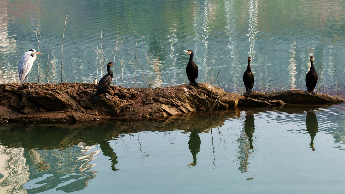 Zhongxian County, Chongqing: Streams Babbling and Waterbirds Gathering