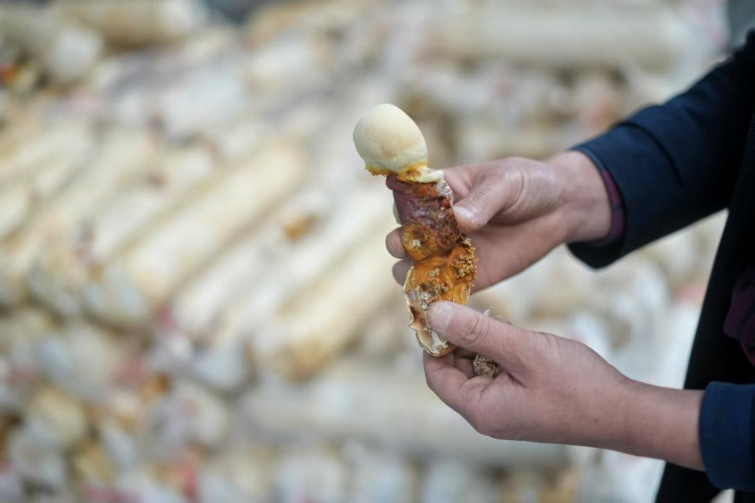 Beyond the Thousand-Year Myth: The Truth about Lingzhi