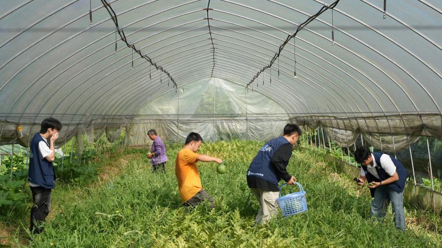 重庆巴南村里来了一群“三下乡”的大学生，田间地头开启助农直播
